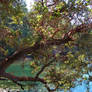 Tree on San Juan Island Beach