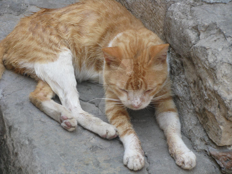 Poor Cat I by CadariuAdriana on DeviantArt