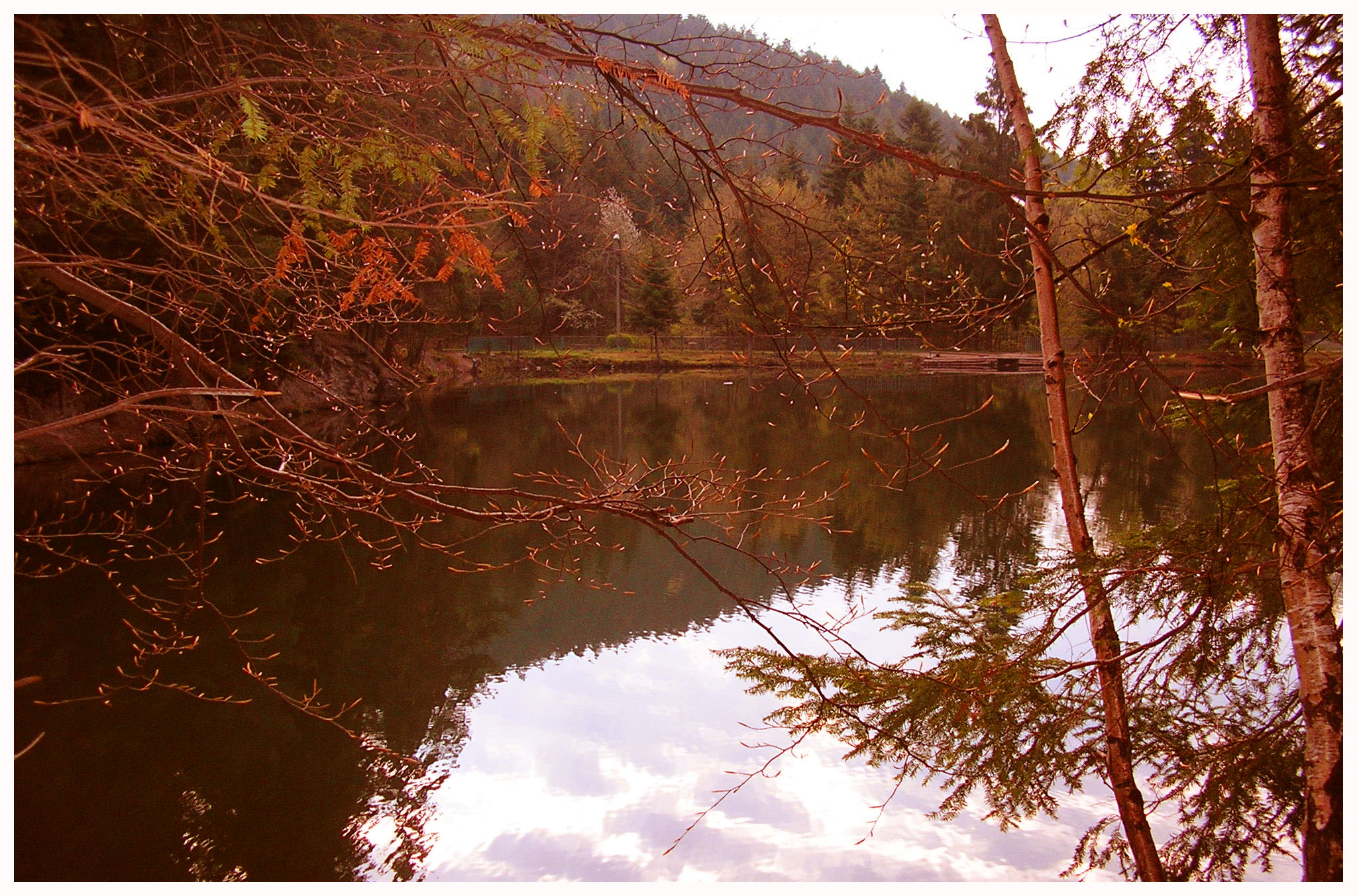 Valley Bog