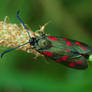 5 spot burnet