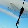 dragonfly vs. the sky