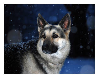 Snow Shepherd