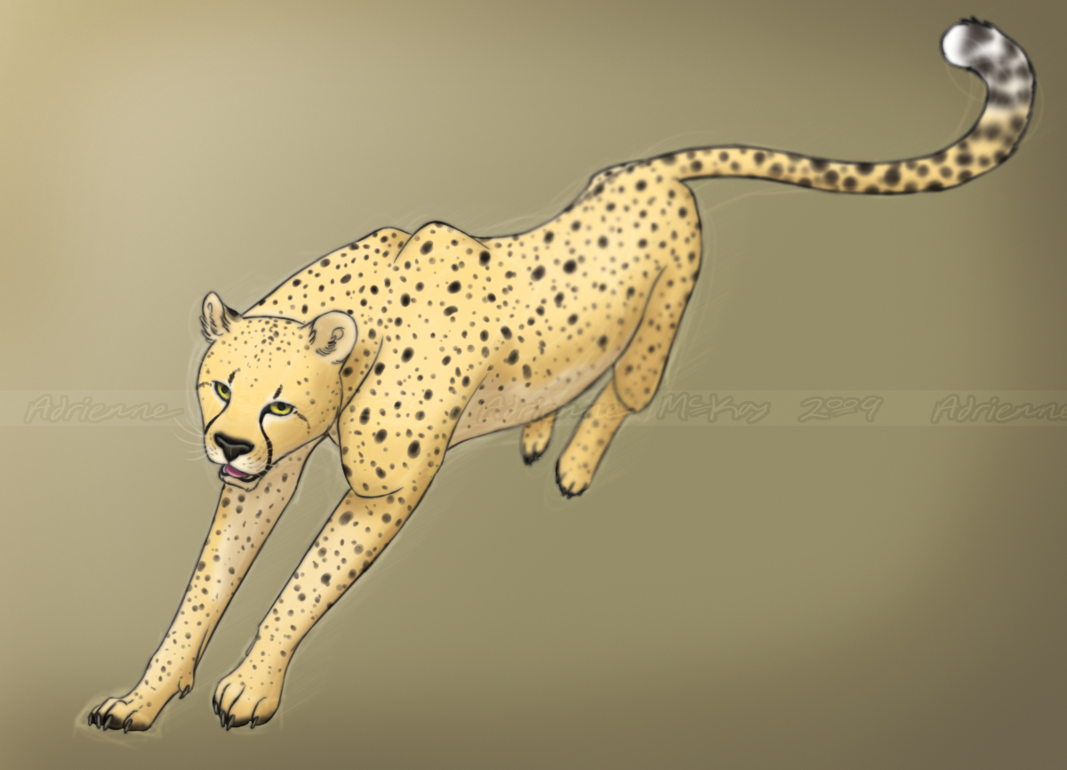 Cheetah