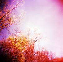 Holga and sunshine