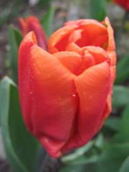 Red Tulip