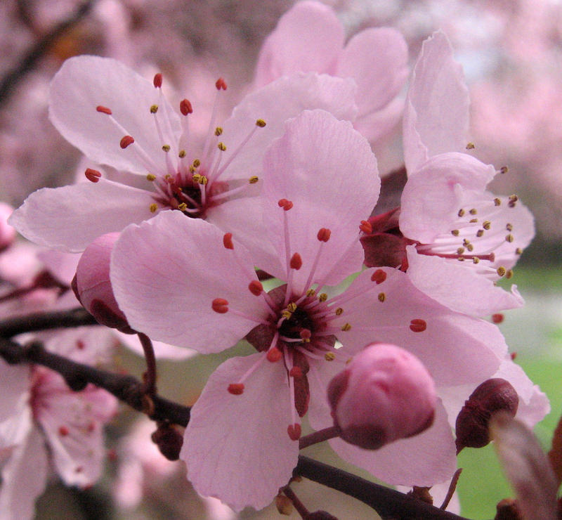 Tree Blossoms