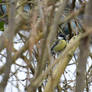 Sparrow in the garden