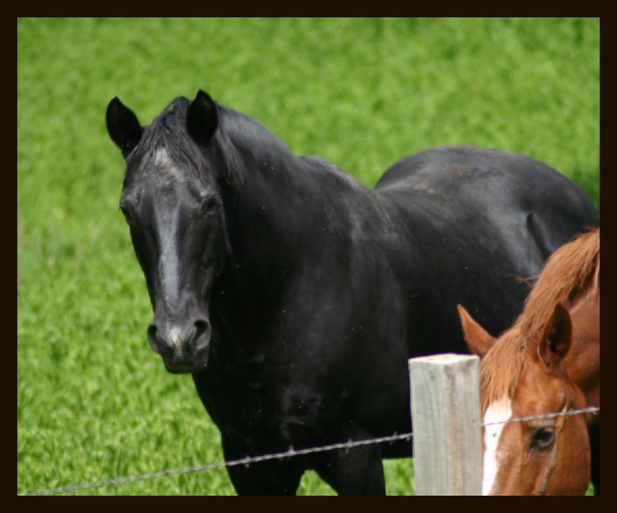 Black Beauty