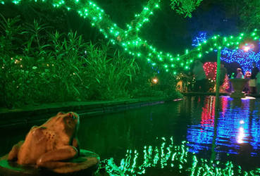 frog  pond with lights