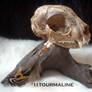 Tribal skull -- cat