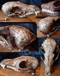 Fall theme Red fox skull by tourmaline-83