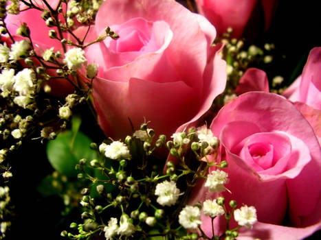 Pink roses