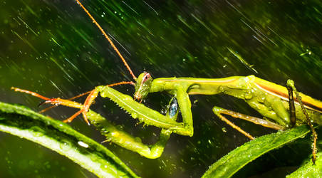 Praying Mantis in The Rain