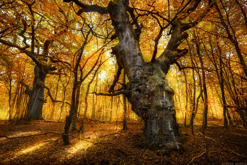 Rusting Away... by borda on DeviantArt