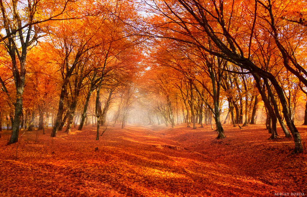 Daydreaming the path I meet you... by borda