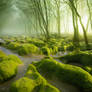 The Moss Swamp