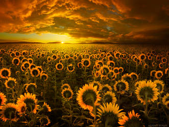 Echoes of Light