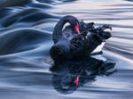 The Black Swan II by borda