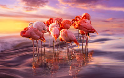 Flamingo Siesta by borda