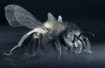 Honey Bee by borda