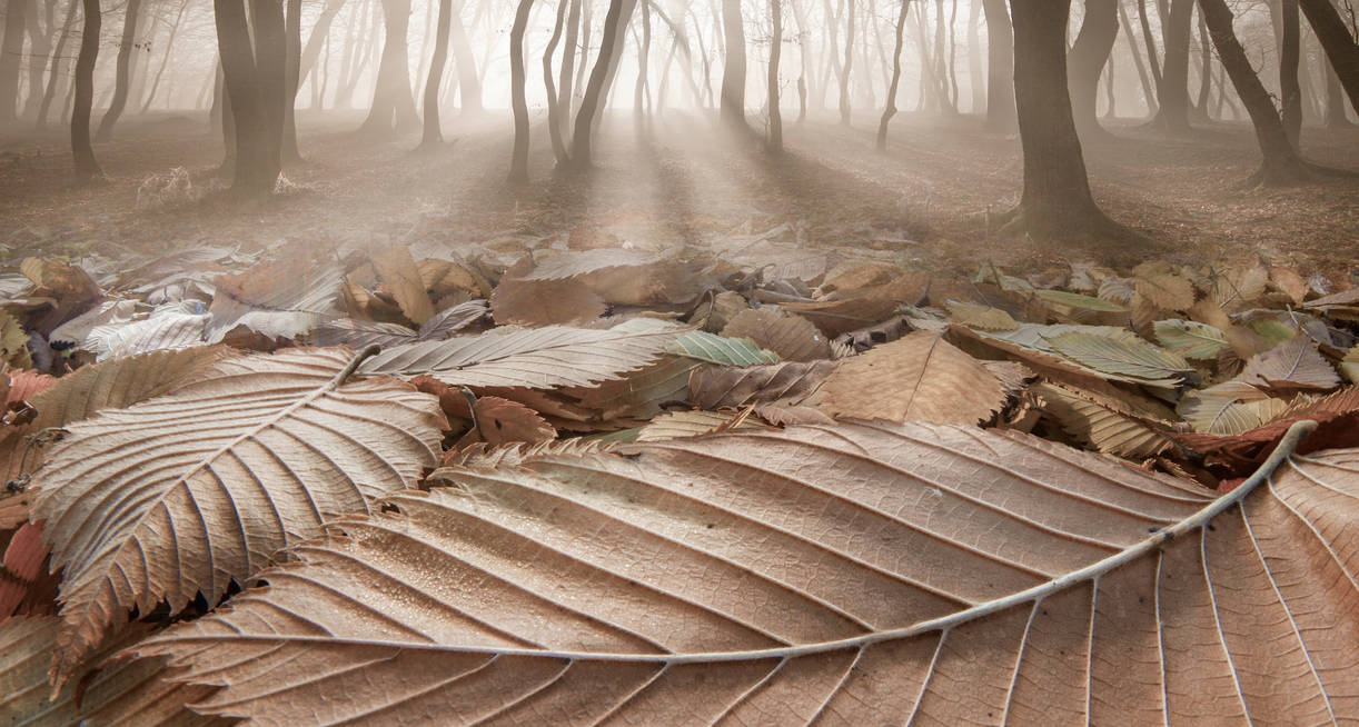 The Fallen Ones by borda The Fallen Ones by borda