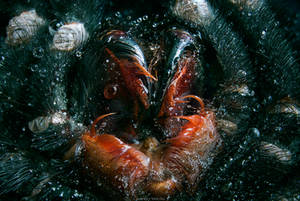 Tarantula jaws by borda