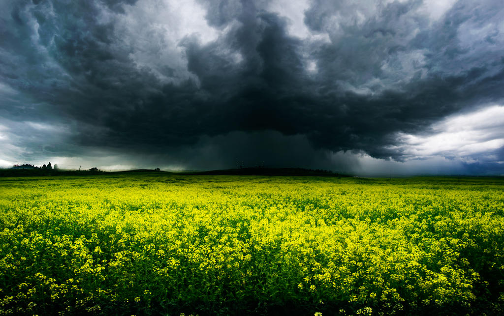 The Invasion by borda