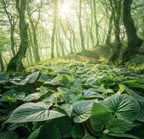 A Green Blanket