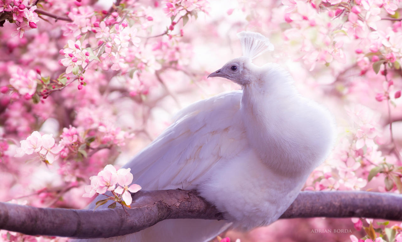 The White Peacock