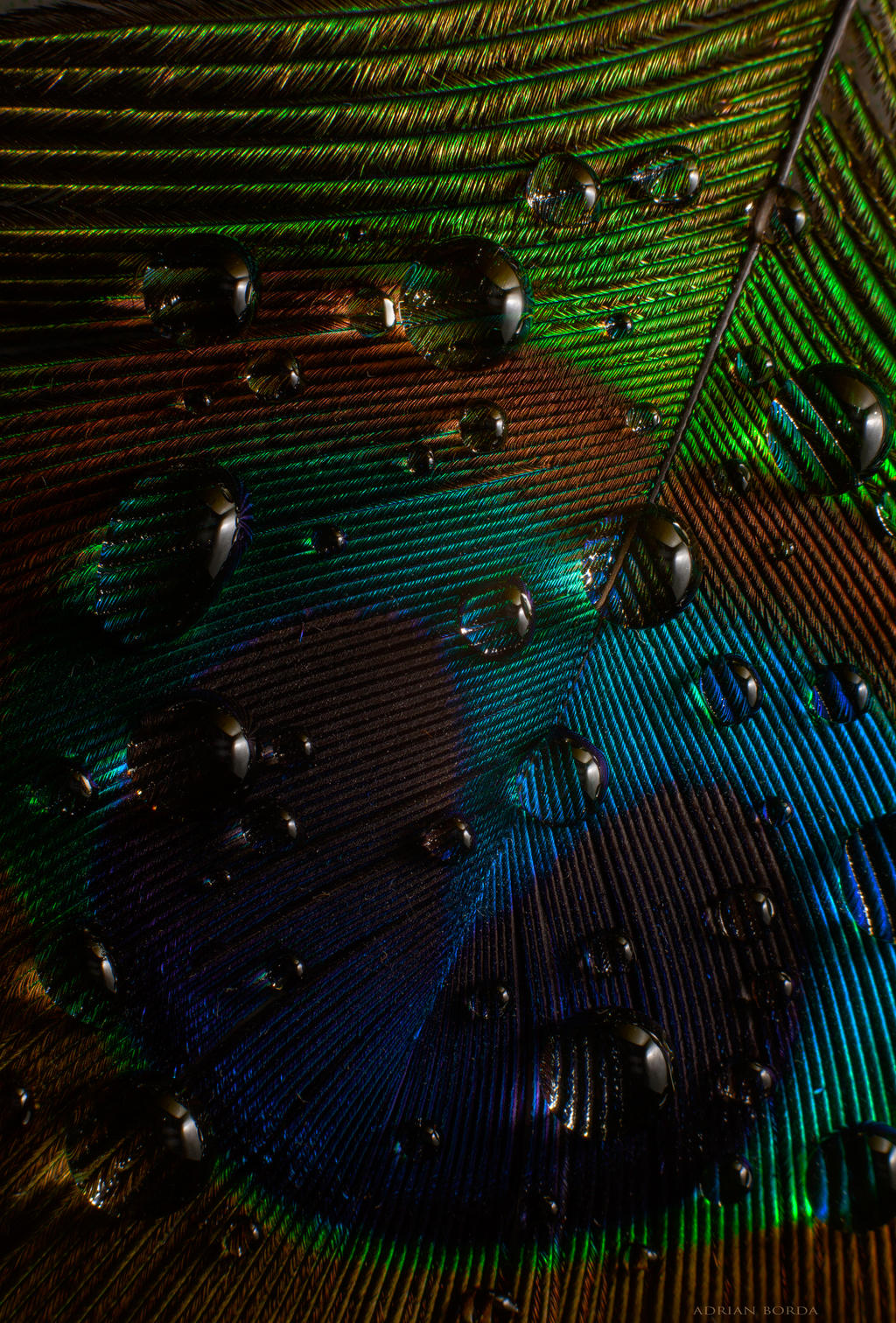 Water Drops on Peacock Feather Wallpaper by borda on DeviantArt Water Drops on Peacock Feather Wallpaper by borda on DeviantArt