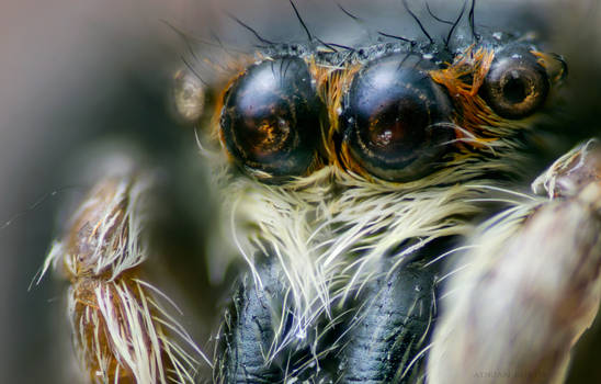 Big Eyes - Jumping Spider