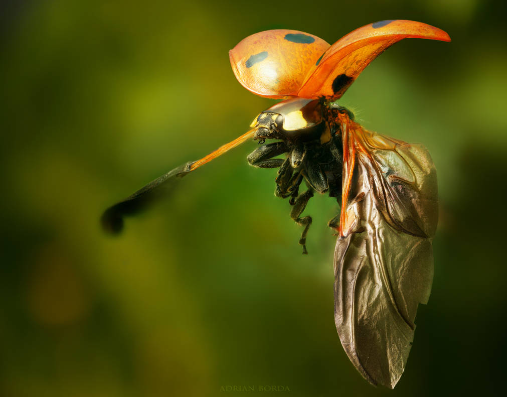 Flying ladybug by borda on deviantart Flying ladybug by borda on deviantart