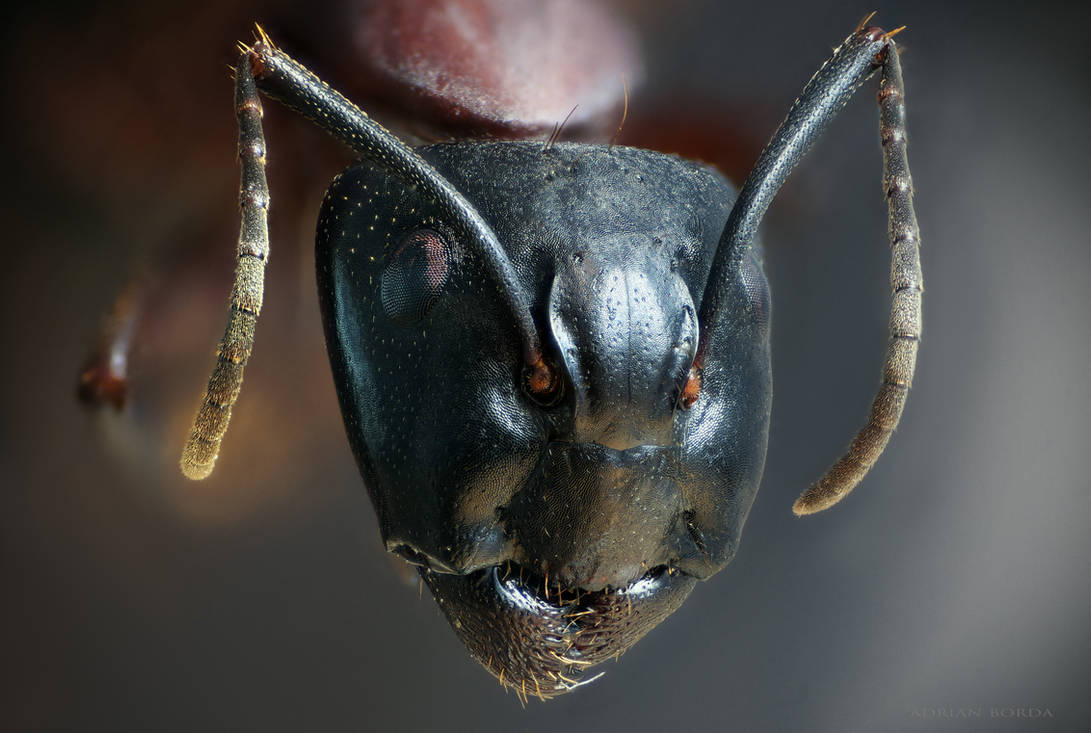 Ant Portrait by borda