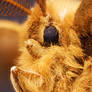 Teddy Moth