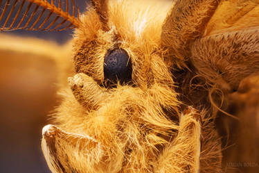 Teddy Moth