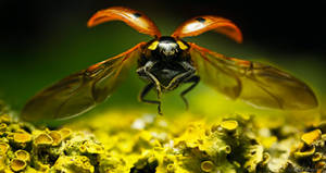 Ladybug Descent