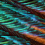 Peacock Feather under microscope