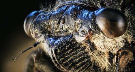 Cicada - a true alien portrait