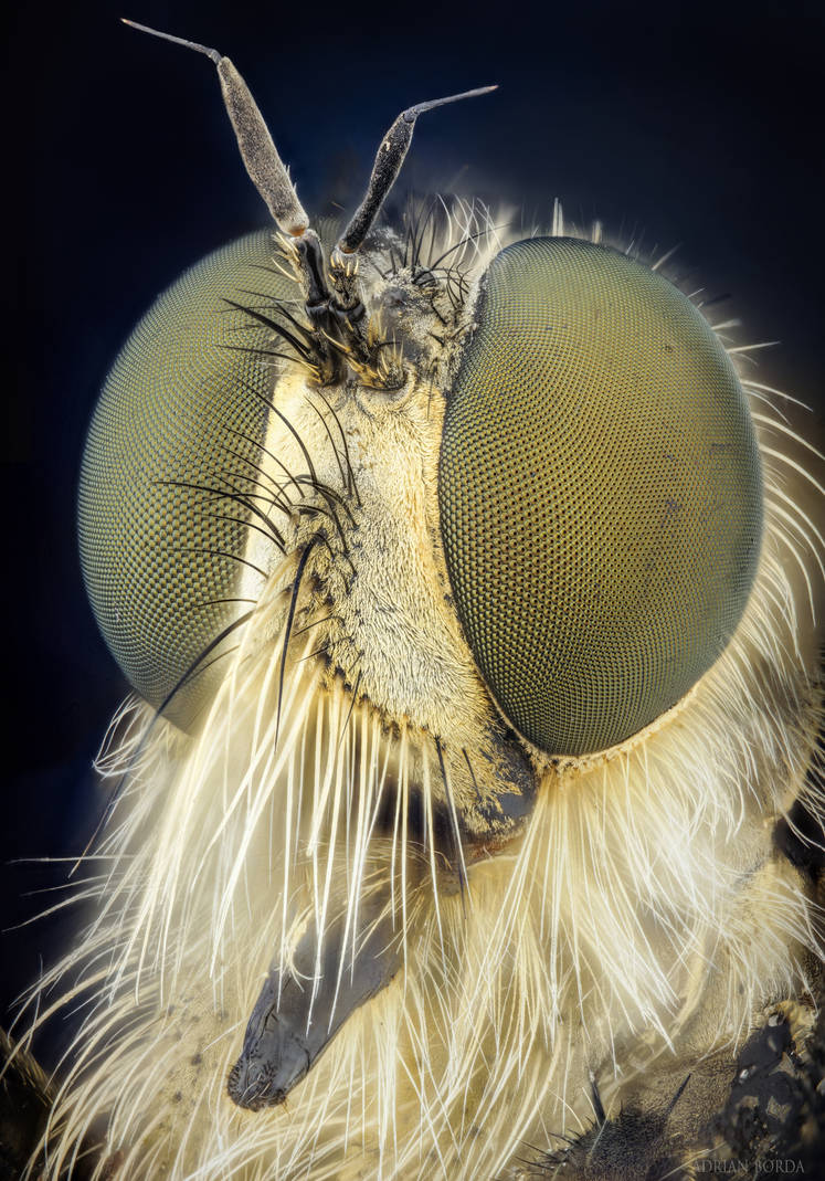 Robber Fly Portrait by borda Robber Fly Portrait by borda