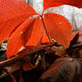 Under The Red Umbrella