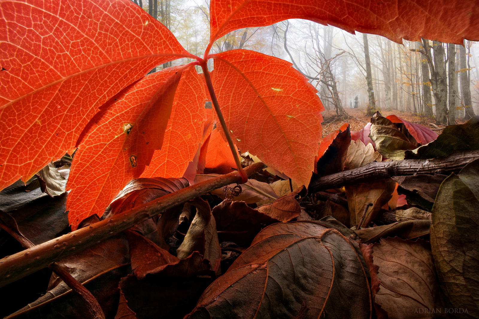 Under The Red Umbrella by borda