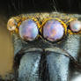 Jumping spider portrait