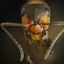 Red Ant portrait stock