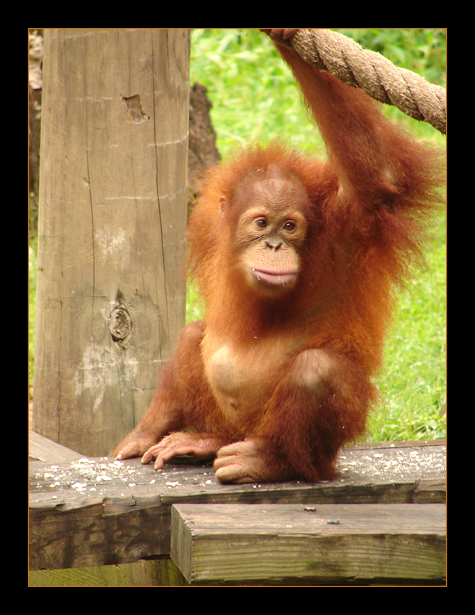 Orangutan