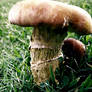 Mushroom