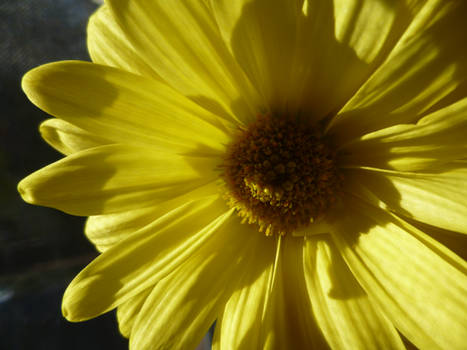 yellow flower