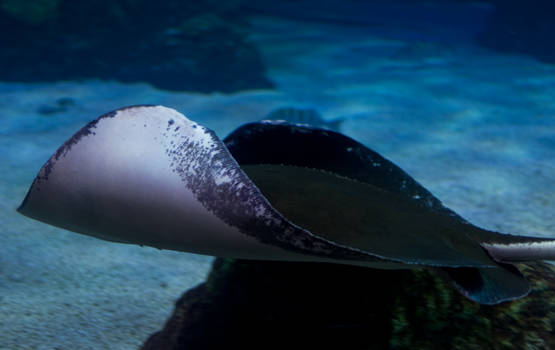 Denver Aquarium