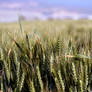 The wheat grown fast