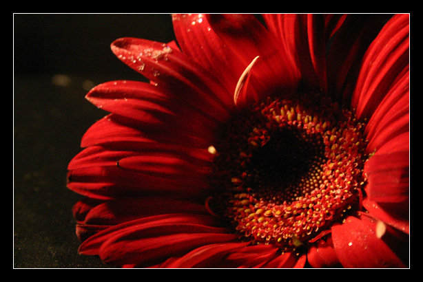 Red flower two by Sweet-Poison