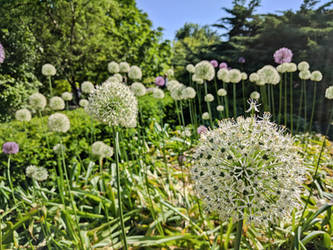 Flowers field #2